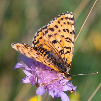 Melitaea didyma (hnědásek květelový), PP Černice