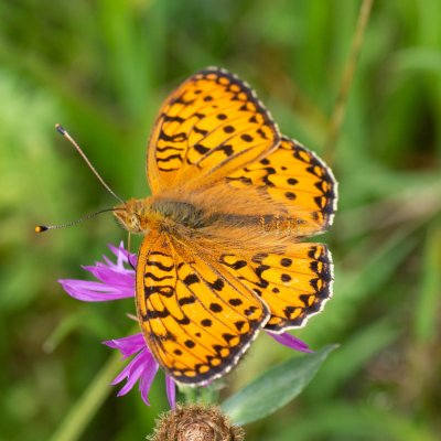 Argynnis aglaja (perleťovec velký), SK, Štôla