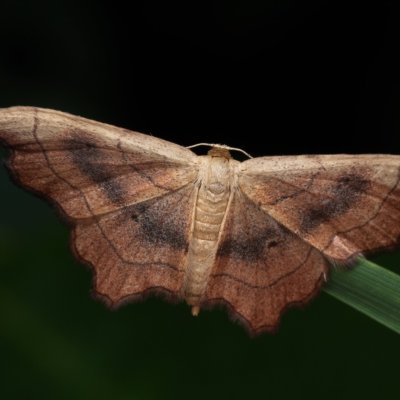 Idaea emarginata (žlutokřídlec zejkovaný), PP Střelická bažinka