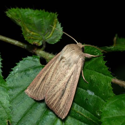 Mythimna pudorina (plavokřídlec ostřicový), Augšperský potok
