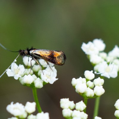 Nemophora minimella (-), PR Kamenný vrch