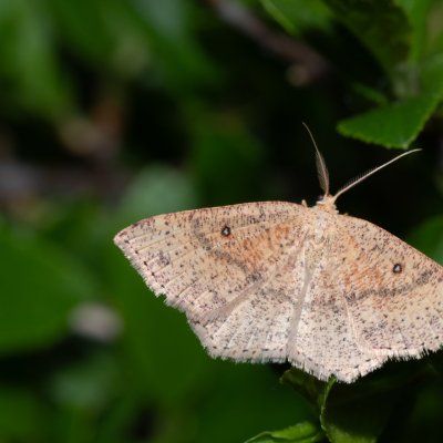 Cyclophora porata (očkovec březový), Havranické vřesoviště