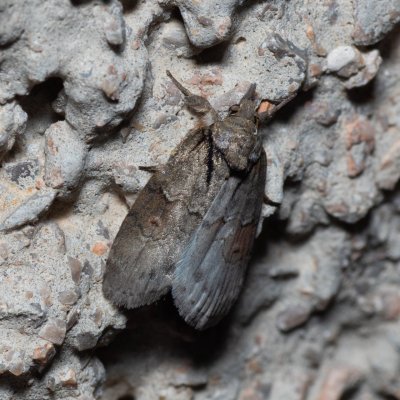 Nycteola revayana (můrka listová), HR, Jablanac