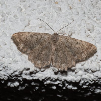 Dicrognophos sartata (-), HR, Jablanac