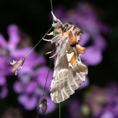Spatalia argentina (hřbetozubec stříbroskvrnný), Žebětín
