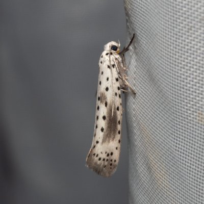 Yponomeuta irrorella (předivka švestková), PR Svatý kopeček