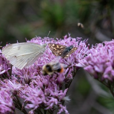 Carterocephalus palaemon (soumračník jitrocelový), Pieris rapae (bělásek řepový), SK, pod Popradským plesem, Tatry