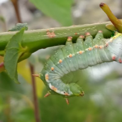 Ptilodon capucina (hřbetozubec olšový), SK, vodopády Studeného potoka, Tatry
