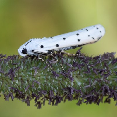 Myelois circumvoluta (zavíječ tečkovaný), SK, Štôla