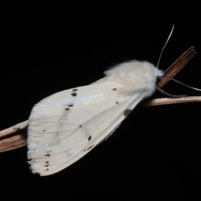 Spilosoma lutea (přástevník bezový), Hrabětice