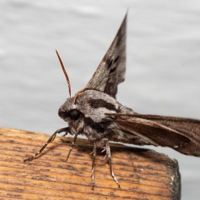 Sphinx pinastri (lišaj borový), Lužná