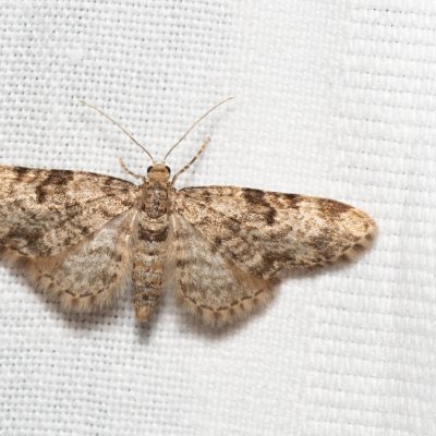 Eupithecia sp., Kývalka