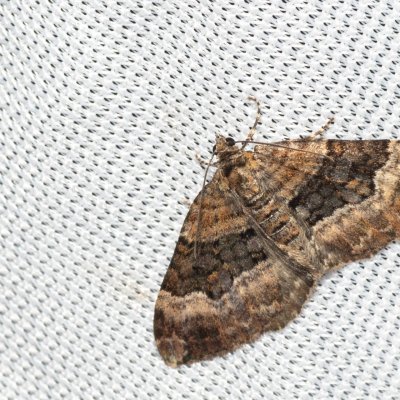 Xanthorhoe biriviata (píďalka netýkavková), NPP Jeskyně Pekárna