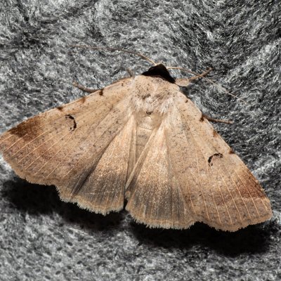 Lygephila craccae (hnědopáska vikvicová), Kývalka