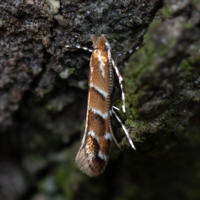 Cameraria ohridella (klíněnka jírovcová), Slavkov u Brna