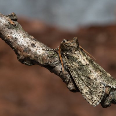 Polyploca ridens (můřice dubová), Žebětín