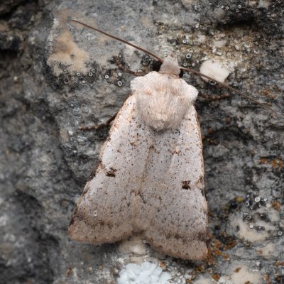Chersotis margaritacea (osenice svízelová), lom Perná