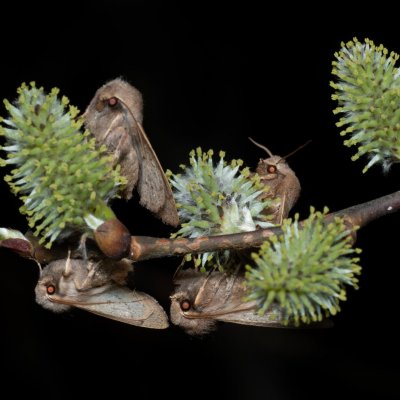 Orthosia cerasi (jarnice lipová), Žebětín