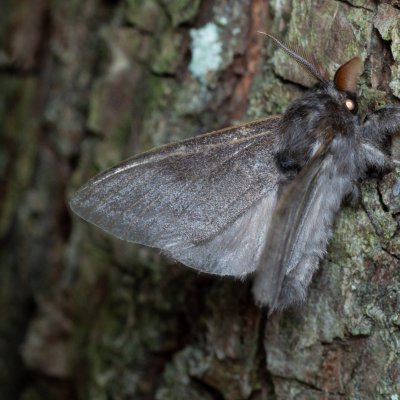 Calliteara pudibunda (štětconoš ořechový), Augšperský potok