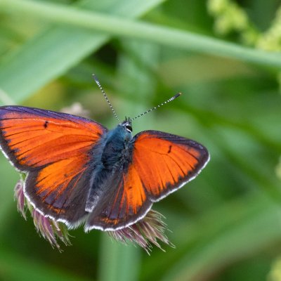 Lycaena hippothoe (ohniváček modrolemý), SK, Štôla