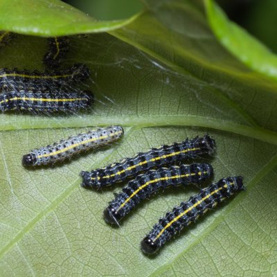 Orthosia miniosa (jarnice zardělá), Popůvky