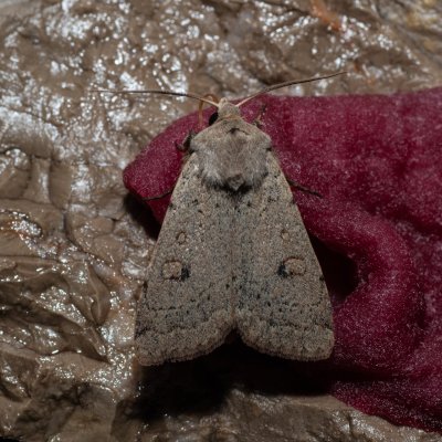 Xestia castanea (osenice borůvková), HR, Jablanac