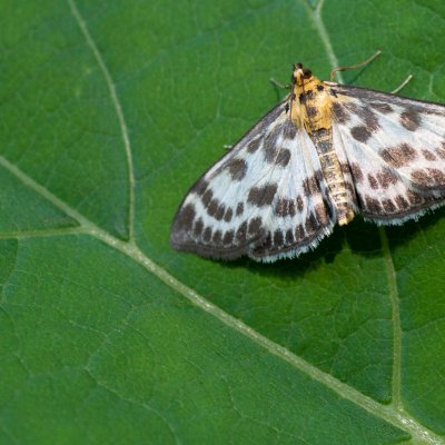Anania hortulata (zavíječ zahradní), Podkomorská myslivna