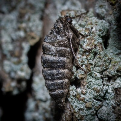 Agriopis leucophaearia (tmavoskvrnáč dubový), Kamenný vrch