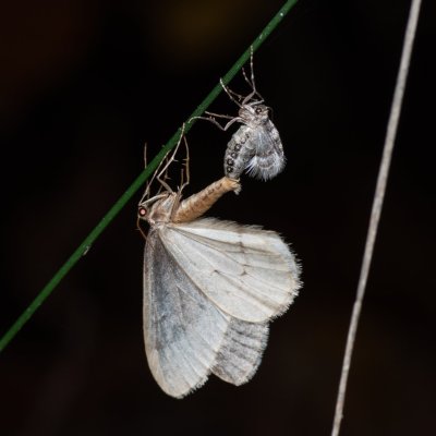 Operophtera fagata (píďalka lesní), Kývalka