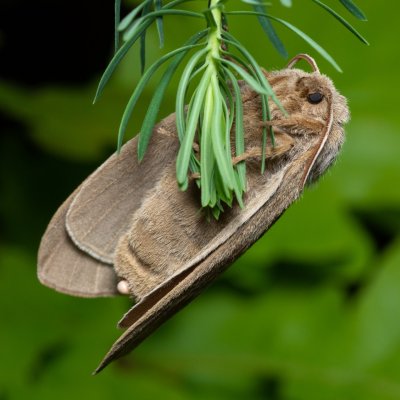 Macrothylacia rubi (bourovec ostružiníkový), PR Bosonožský hájek