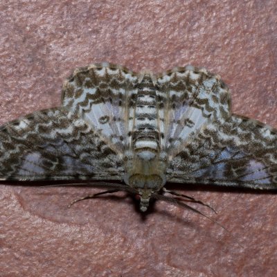 Cleora propulsaria (-), TH, Khao Sok