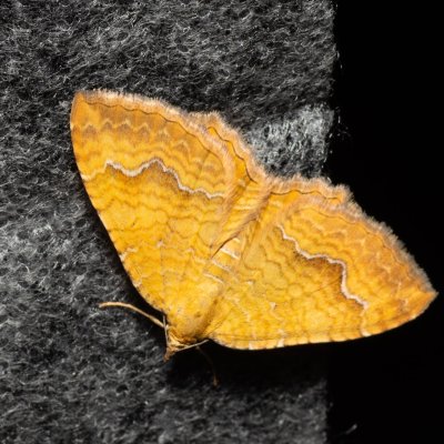 Camptogramma bilineatum (píďalka kopřivová), Lysá hora u Ochozu