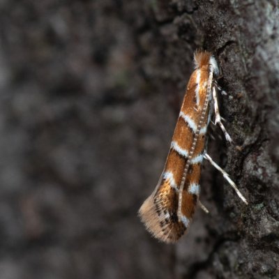 Cameraria ohridella (klíněnka jírovcová), Slavkov u Brna