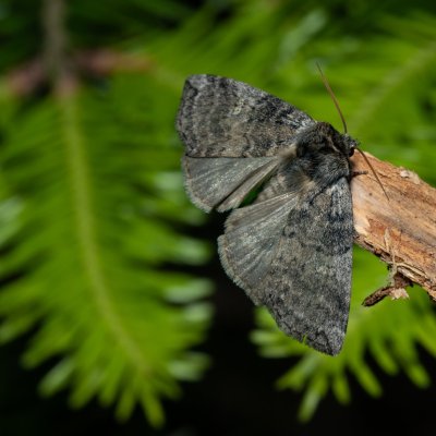 Tethea or (můřice obecná), Devět křížů