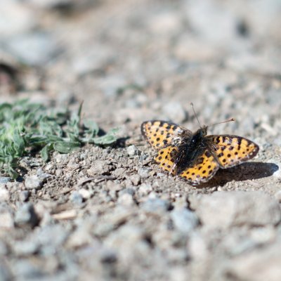 Issoria lathonia (perleťovec malý), PR Kamenný vrch