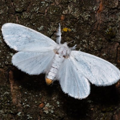 Euproctis similis (bekyně pižmová), Hrabětice
