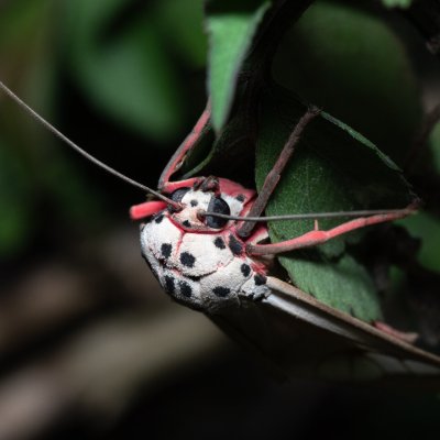 Amerila astreus (-), TH, Khao Sok