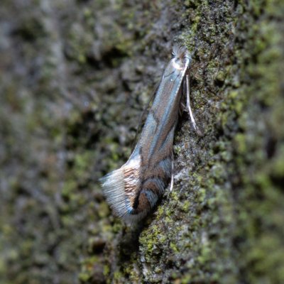 Phyllonorycter tenerella (-), Žebětín