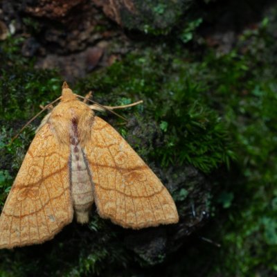 Tiliacea citrago (zlatokřídlec lipový), Kývalka