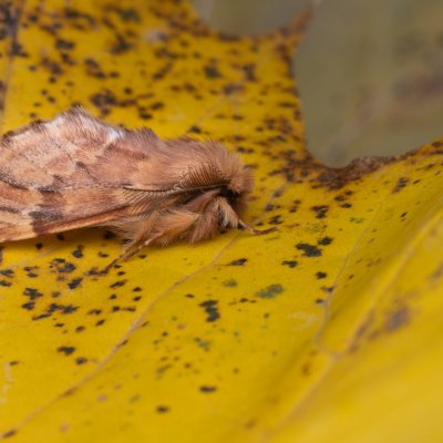 Ptilophora plumigera (hřbetozubec javorový), PR Kamenný vrch