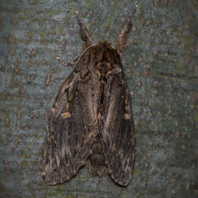 Peridea anceps (hřbetozubec plachý), Žebětín