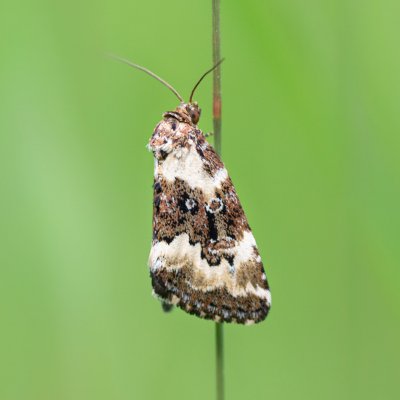 Deltote deceptoria (světlopáska ostřicová), PP Obůrky - Třeštěnec