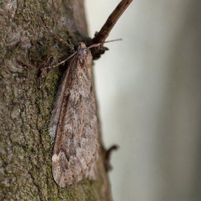 Alsophila aescularia (hedvábnice jarní), Žebětín