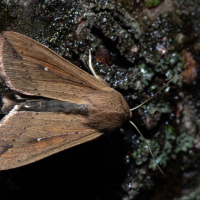 Mythimna unipuncta (plavokřídlec jižní), HR, Jablanac