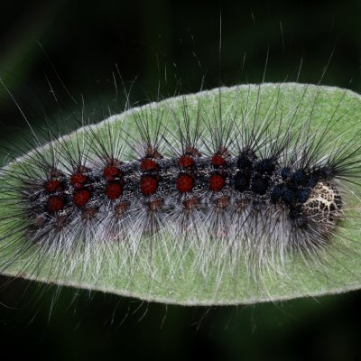Lymantria dispar (bekyně velkohlavá), GR, Sokraki, Korfu