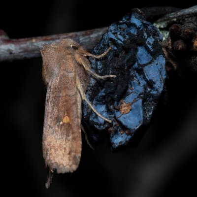 Eupsilia transversa (zimovnice dravá), PR Kamenný vrch