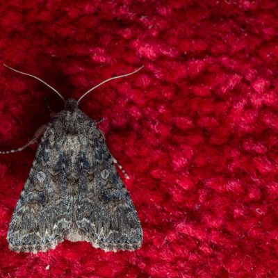 Anarta trifolii (můra jetelová), Žebětín