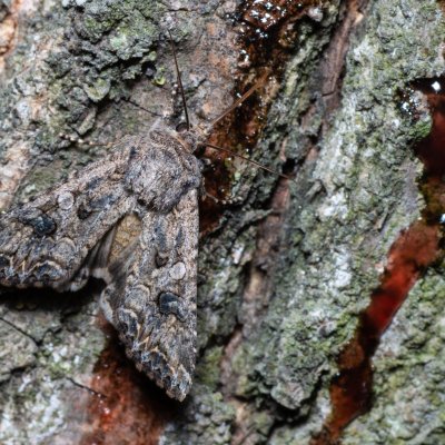 Anarta trifolii (můra jetelová), Hrušovany u Brna