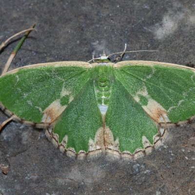 Comibaena bajularia (zelenopláštník dubový), Hády