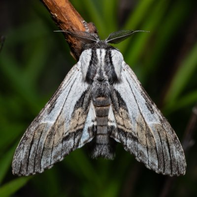 Harpyia milhauseri (hřbetozubec Milhauserův), Hády